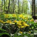 Gelbes Buschwindröschen (Anemone ranunculoides)
