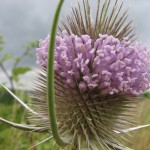 Wilde Karde (Dipsacus sylvestris)