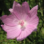 Rosenmalve (Malvia alcea)
