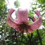 Türkenbundlilie (Lilium martagon)