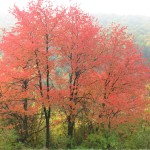 Kirschen