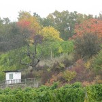 Weinlage Hauenweg