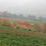 Weinlage Hauenweg