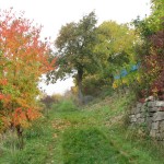 IMG_1739