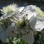 Brombeere Rubus fruticosus)