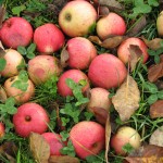 unterm Apfelbaum