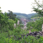Unterer Langenberg, Diptam