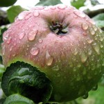 Apfel