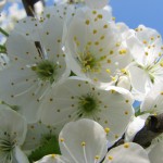 Kirschblüte