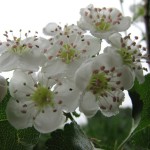 Weissdorn  (Crataegus spec.)