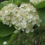 Mehlbeere  (sorbus aria)