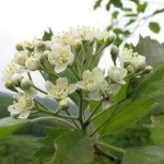 Elsbeere (Sorbus torminalis)