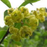Berberitze (Berberis vulgaris)