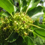 Purgier-Kreuzdorn (rhamnus cathartica)