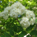 Eberesche
