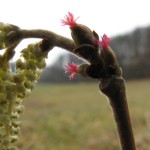 Haselnuss (corylus avellana)