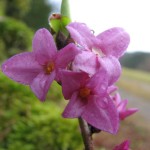 Seidelbast (Daphne mezereum)