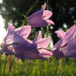 Wiesen - Glockenblume (Campanula patula)