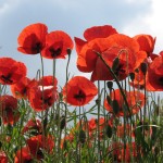 Klatschmohn (Papaver rhoeas)