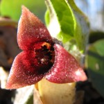 Haselwurz  (asarum europaeum)