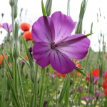 Kornrade (Agrostemma githago)