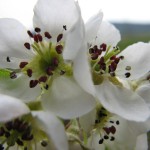 Birnenblüte