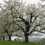 Kirschblüte