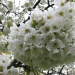 Kirschblüte