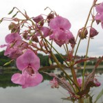 Drüsiges Springkraut (Impatiens glandulifera)