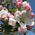 Apfelblüte