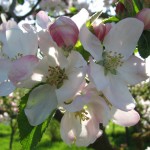Apfelblüte