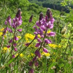 Schopfige Kreuzblümchen (Polygala comosa)