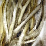 aufstrebend