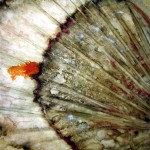 IMG_0537_bearbeitet-1
