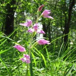 Rotes Waldvögelein (Cephalanthera rubra)