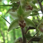 Violette Stendelwurz (Epipactis purpurata)