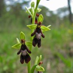 Fliegenragwurz (Ophrys insectifera)