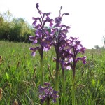 Kleines Knabenkraut (Orchis morio)