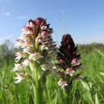 Brand-Knabenkraut (Orchis ustulata)