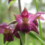 Braunrote Stendelwurz (Epipactis atrorubens)