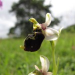 Hummel-Ragwurz (Ophrys fluciflora)