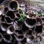 Gestreifter Teuerling
