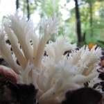 Korallenpilz