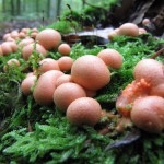 Blutmilchpilz