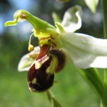 Bienenragwurz (Ophrys apifera)