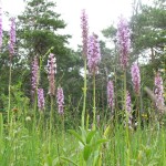 Händelwurz (Gymnadenia conopsea)