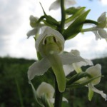 Waldhyazinthe (Platanthera chlorantha)